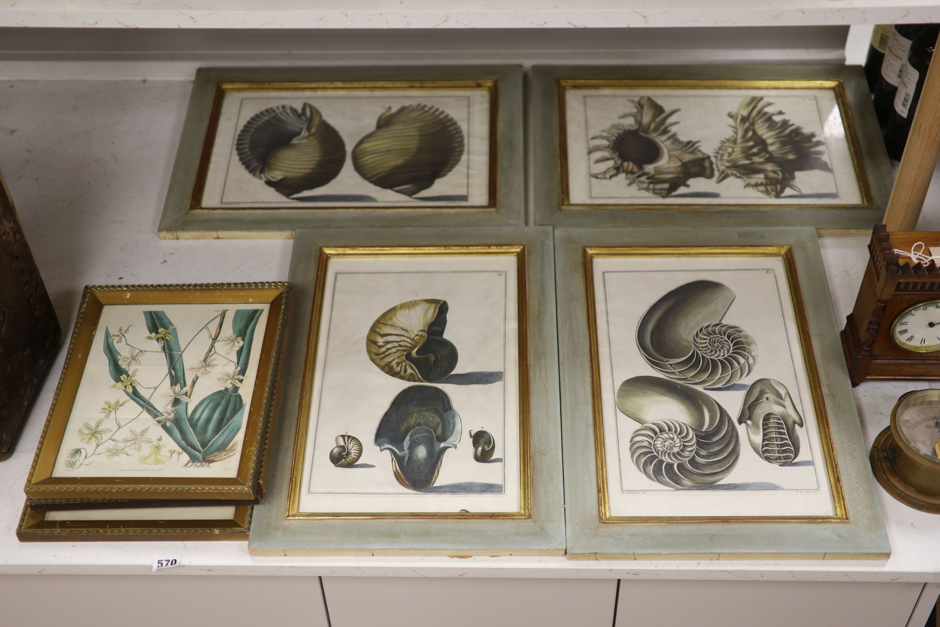 Pazzi after Menabuoni, four hand coloured engravings, Studies of shells, 41 x 26cm and a set of four hand coloured botanical engravings of Orchids, 26 x 22cm